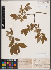 Foto von Salix glauca L. x Salix nigricans Sm. x Salix phylicifolia L.